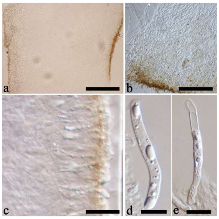 Jof 07 00933 g012 550