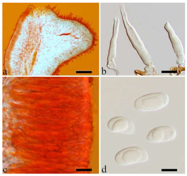 Jof 07 00933 g017 550