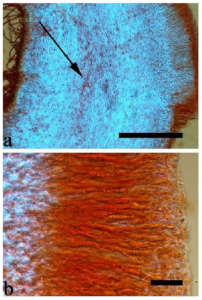 Jof 07 00933 g018 550