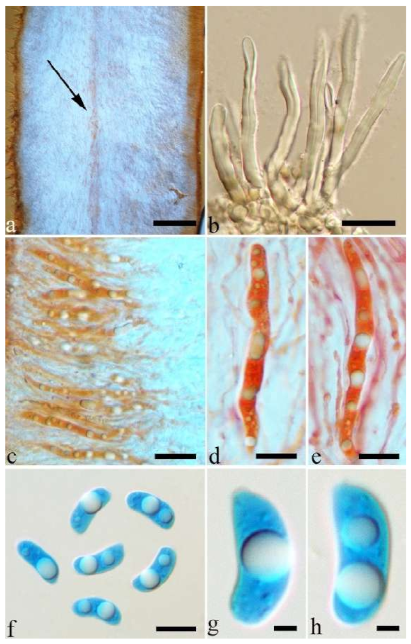 Jof 07 00933 g022 550