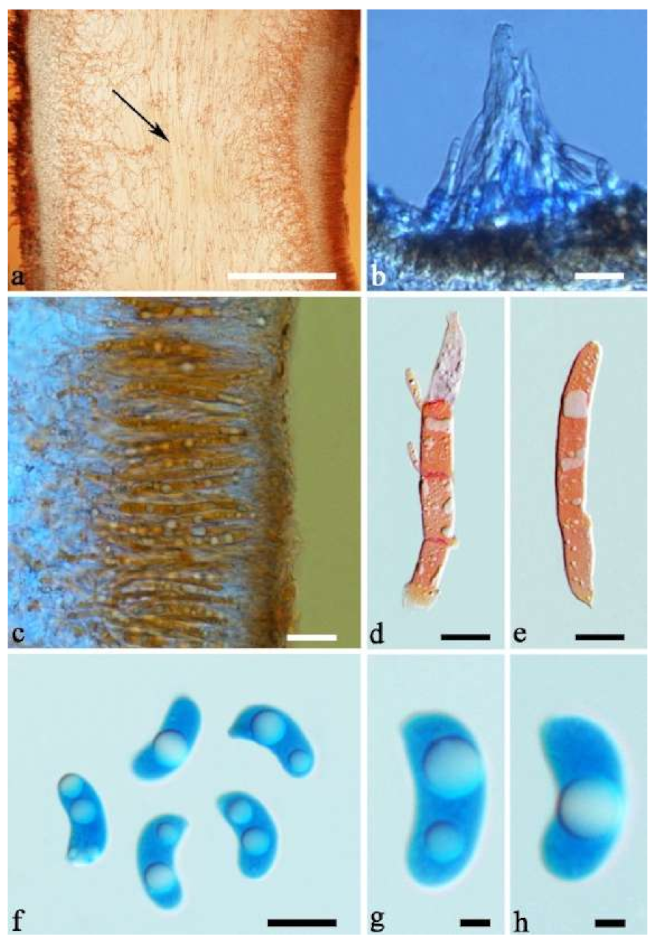 Jof 07 00933 g024 550