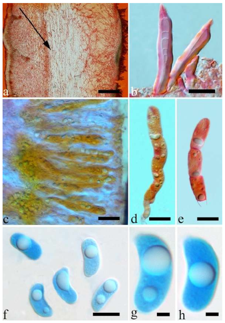 Jof 07 00933 g025 550