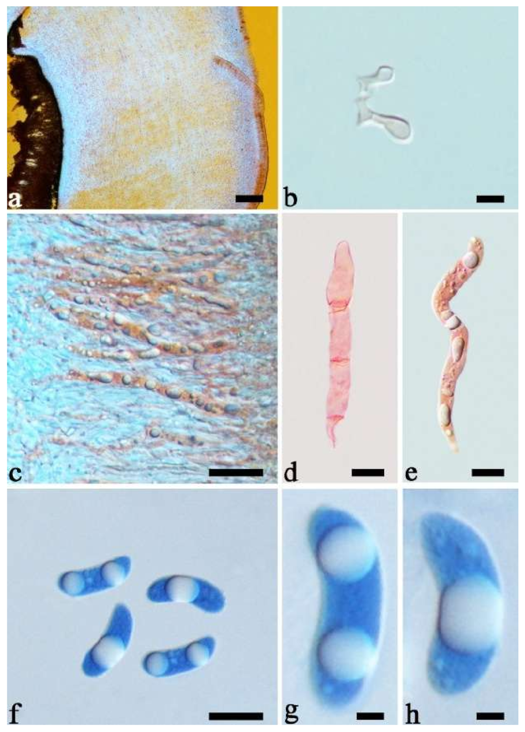 Jof 07 00933 g026 550