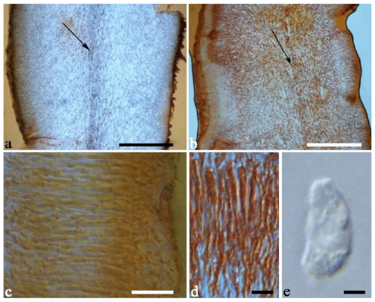 Jof 07 00933 g027 550