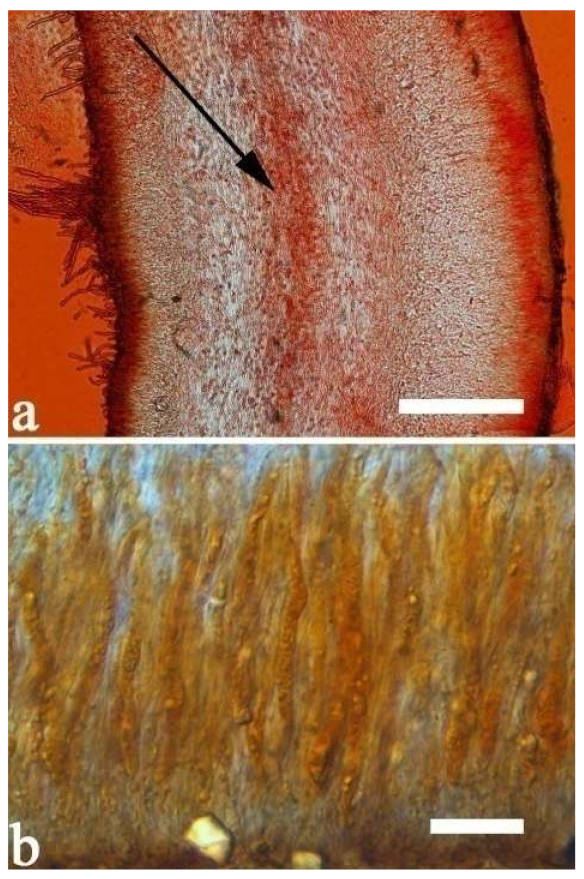 Jof 07 00933 g029 550