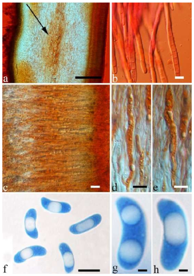 Jof 07 00933 g030 550