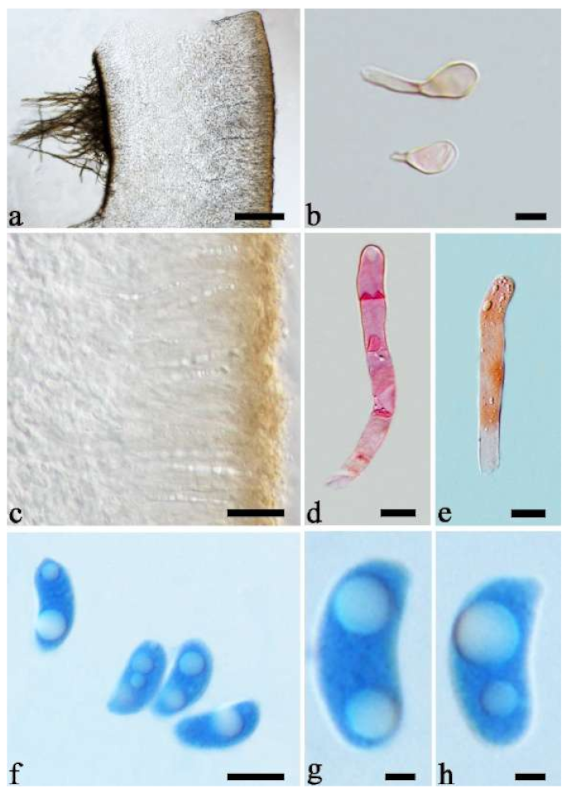 Jof 07 00933 g031 550