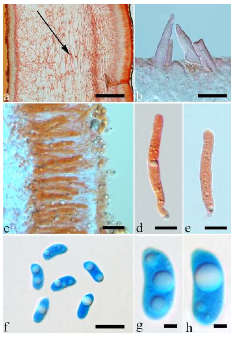 Jof 07 00933 g036 550