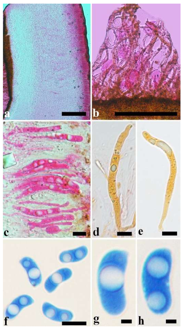 Jof 07 00933 g037 550