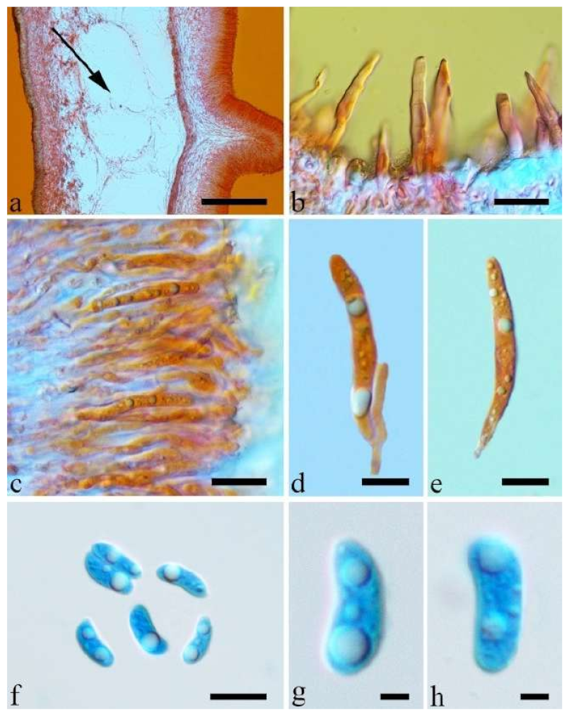 Jof 07 00933 g038 550