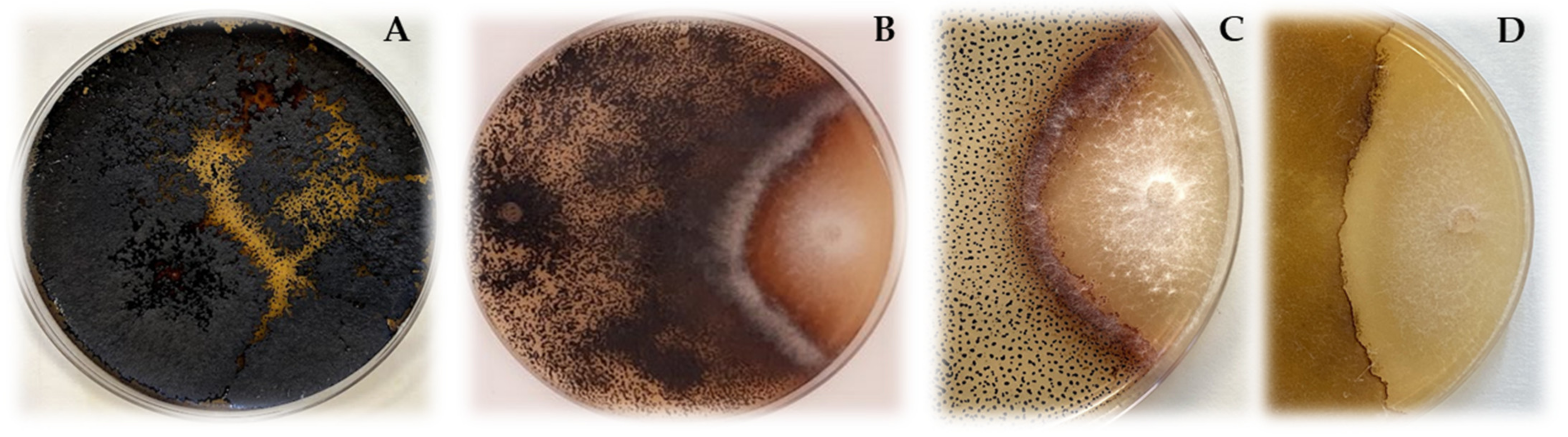 Jof 07 00939 g002 Jof 07 00939 g002