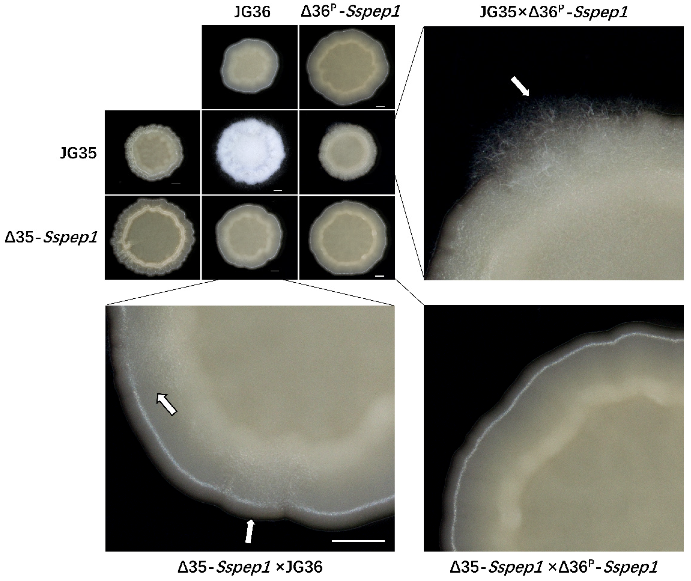Jof 07 00954 g002 550