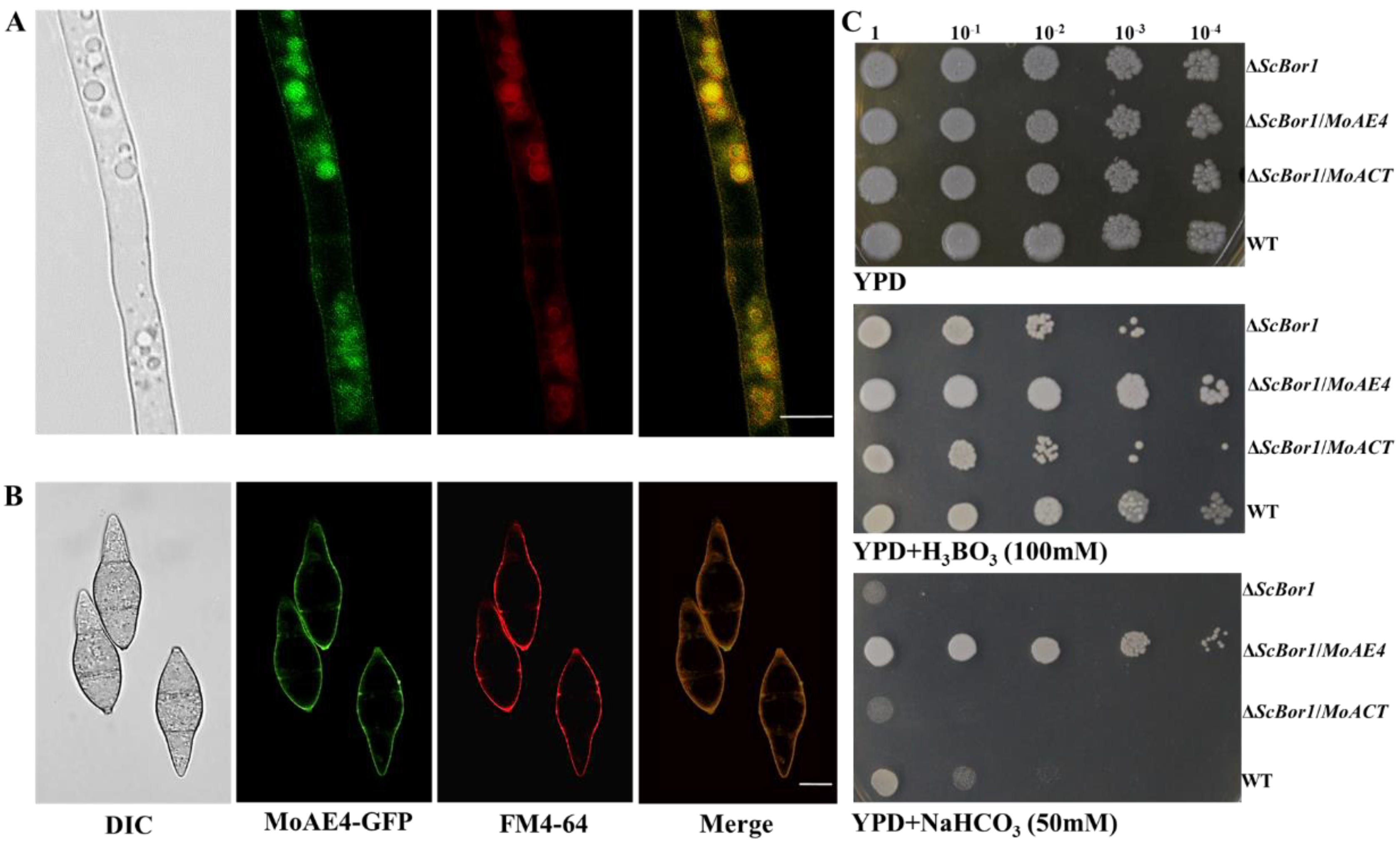 Jof 07 00955 g002 Jof 07 00955 g002
