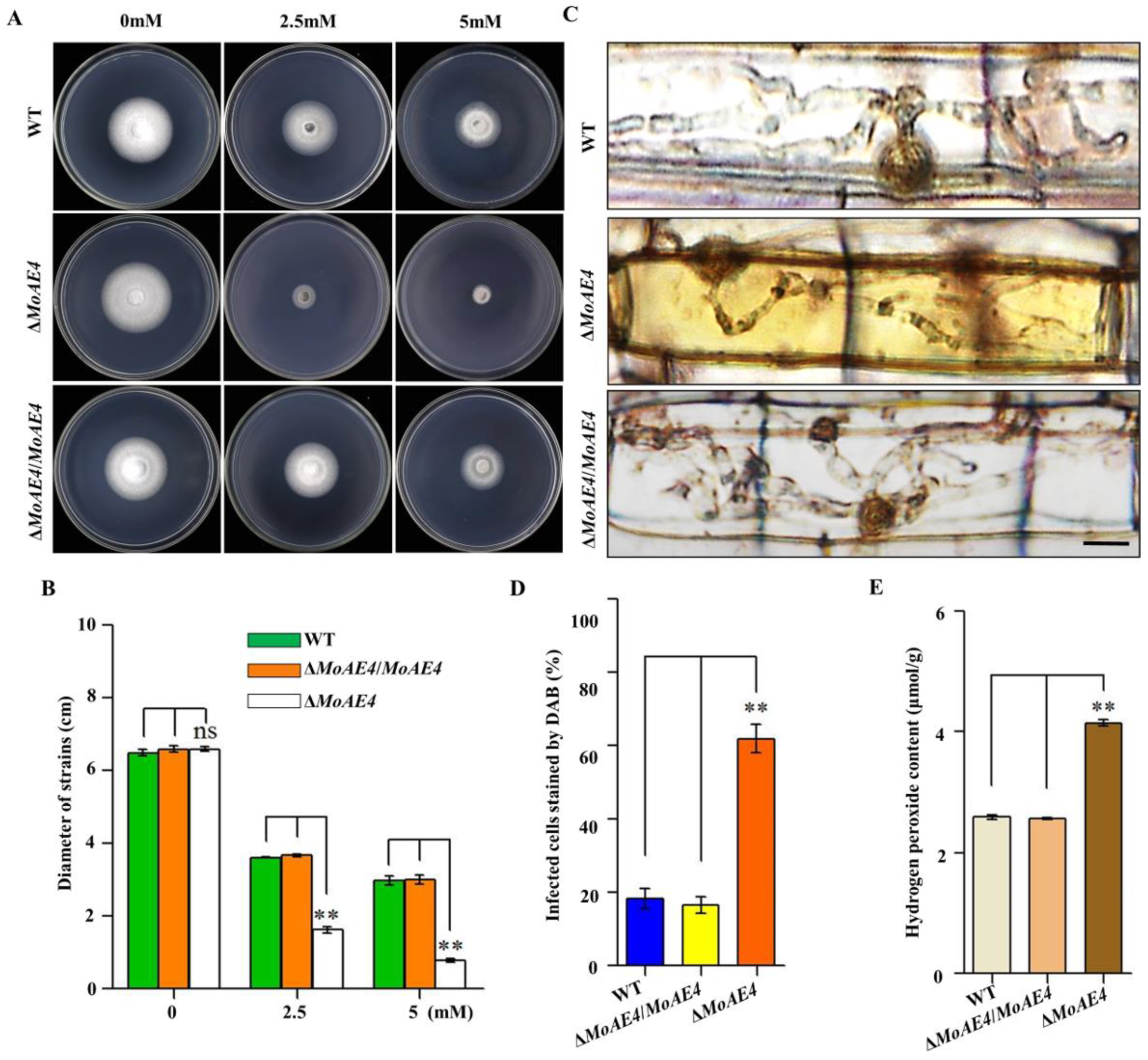 Jof 07 00955 g007 Jof 07 00955 g007