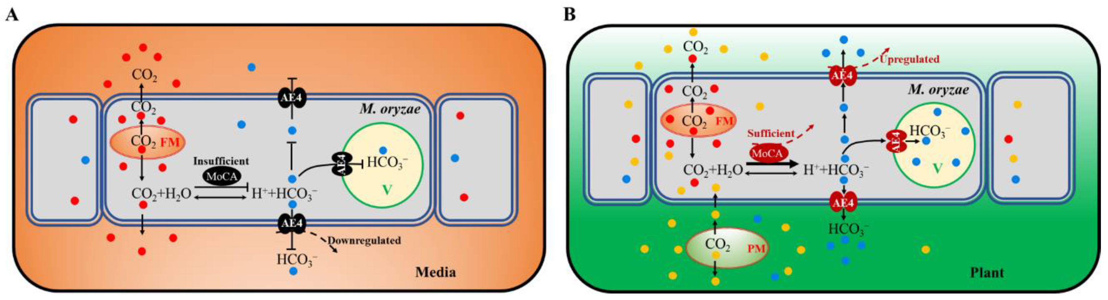 Jof 07 00955 g008 Jof 07 00955 g008