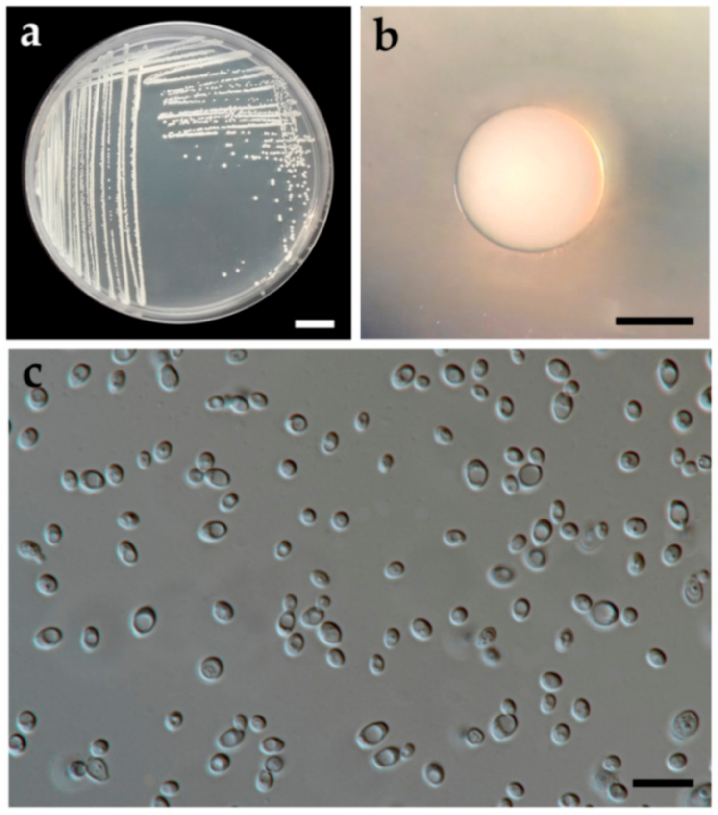 Jof 07 00957 g004 Jof 07 00957 g004