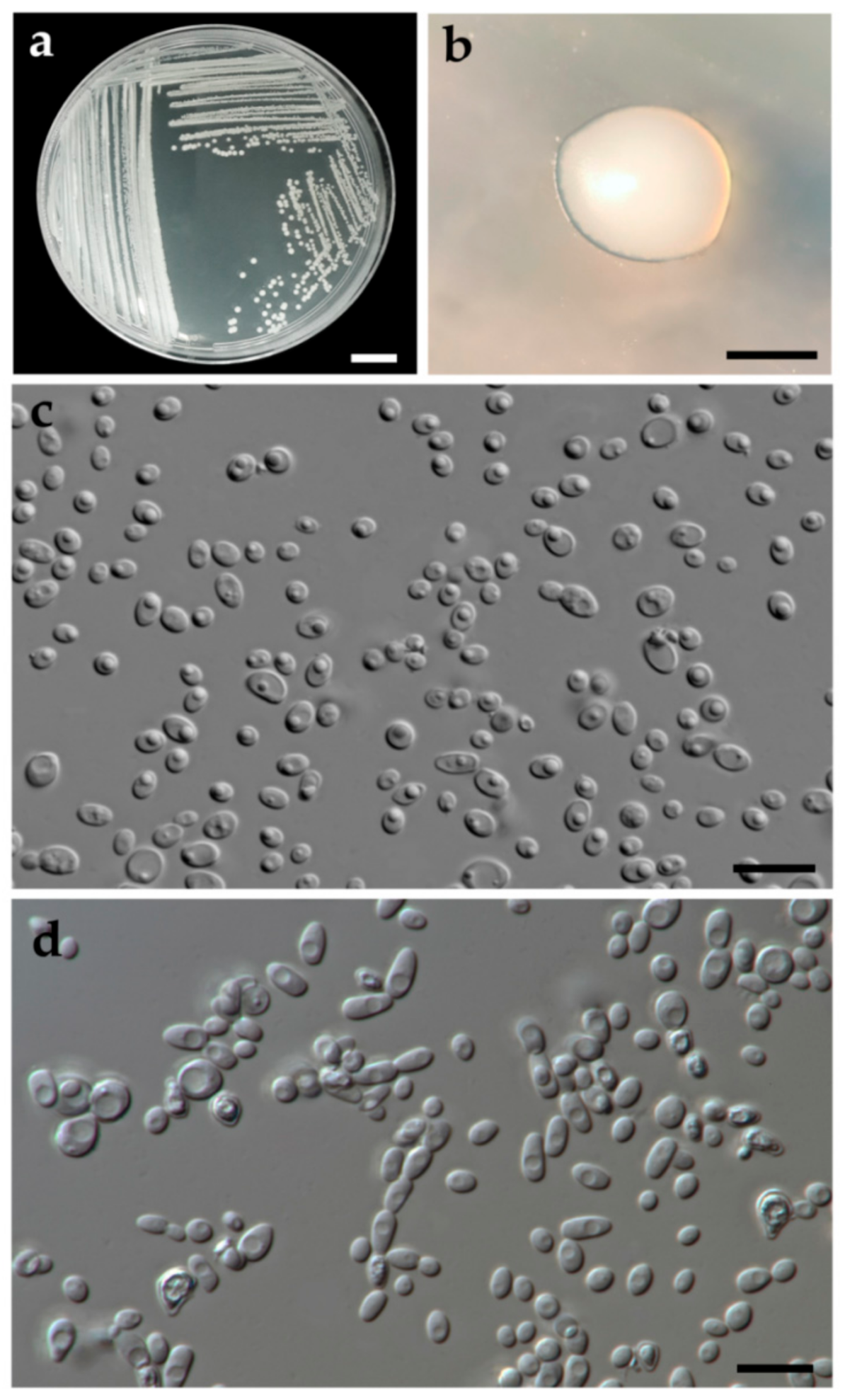 Jof 07 00957 g005 Jof 07 00957 g005