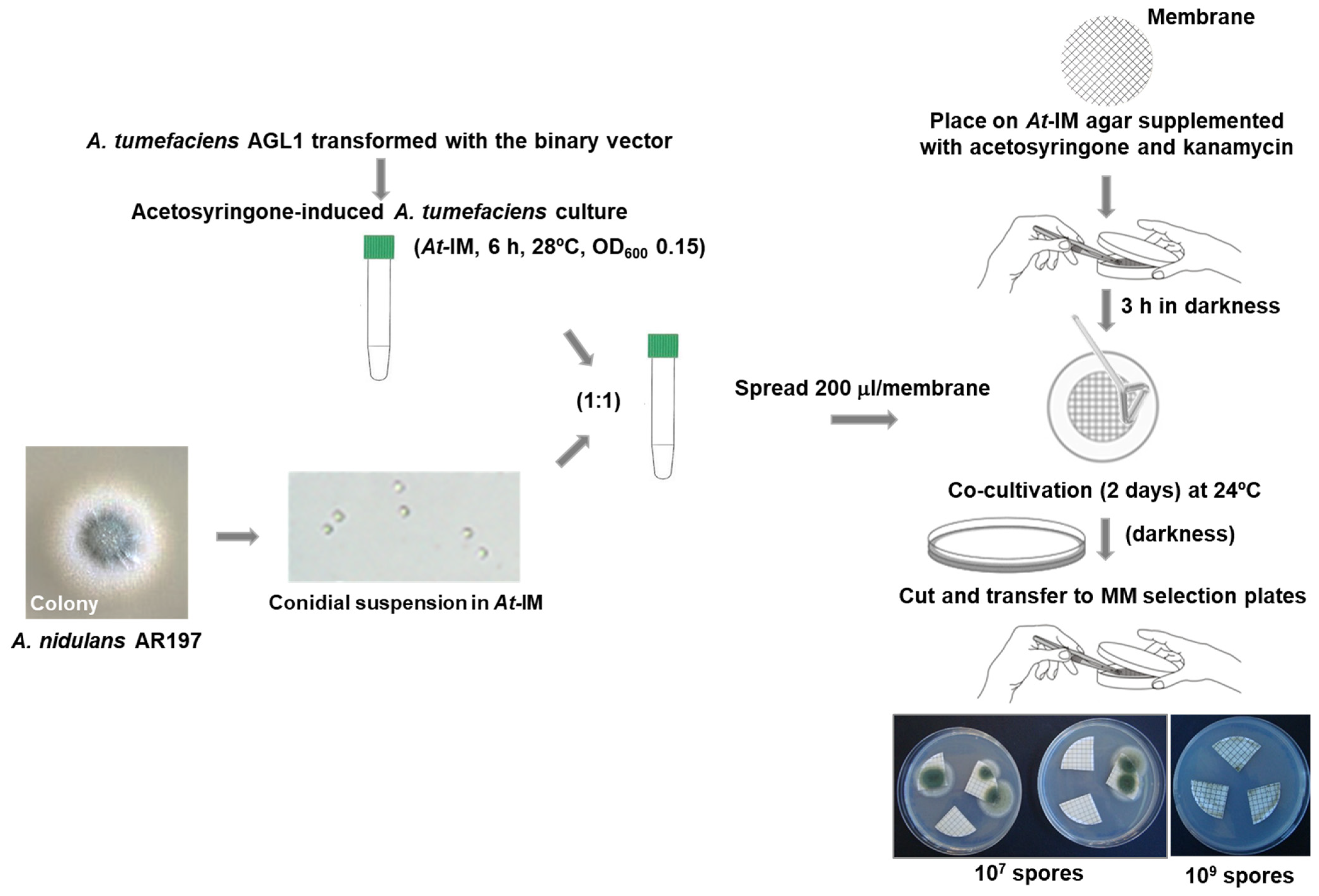Jof 07 00961 g002 Jof 07 00961 g002