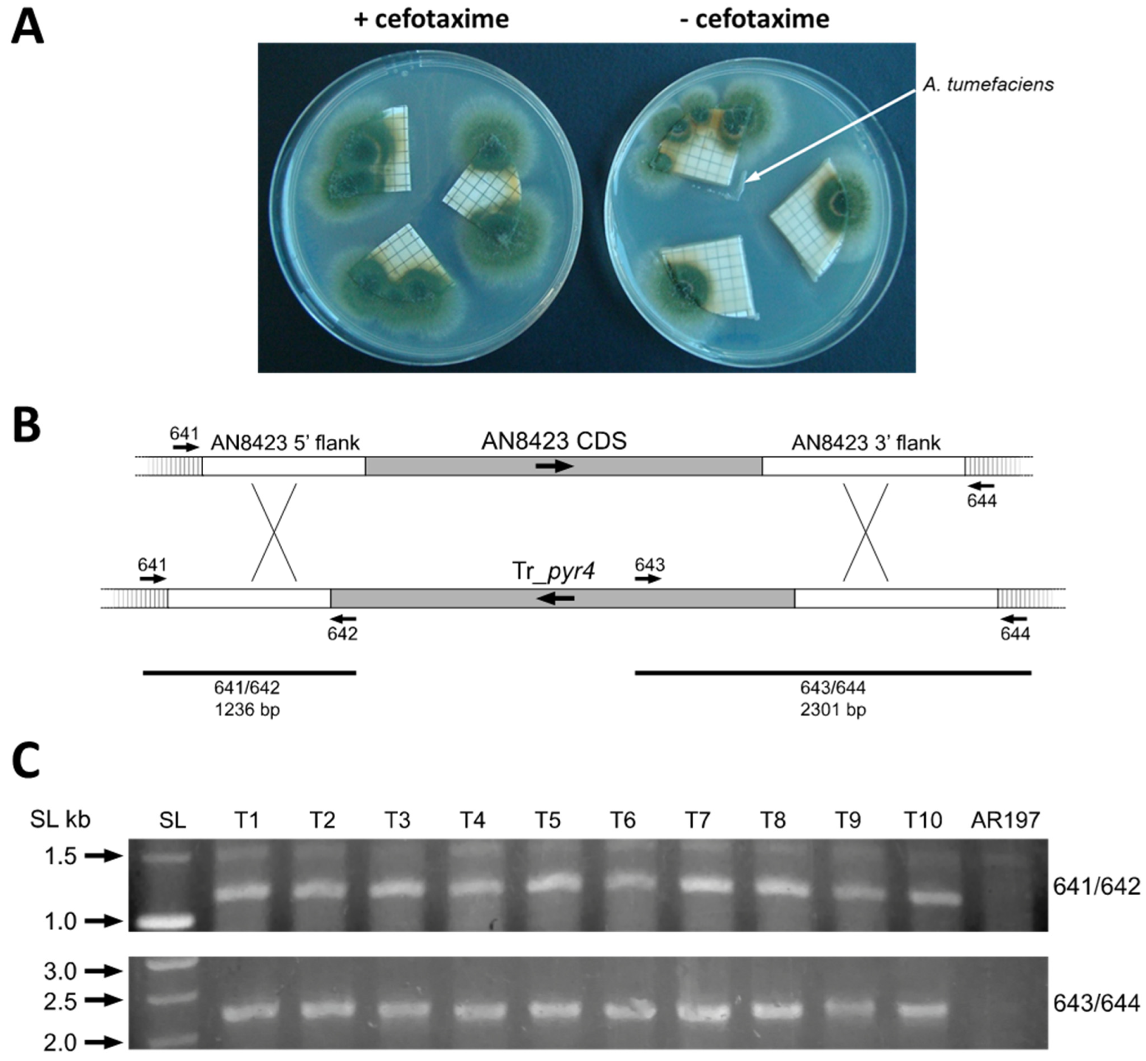 Jof 07 00961 g003 Jof 07 00961 g003