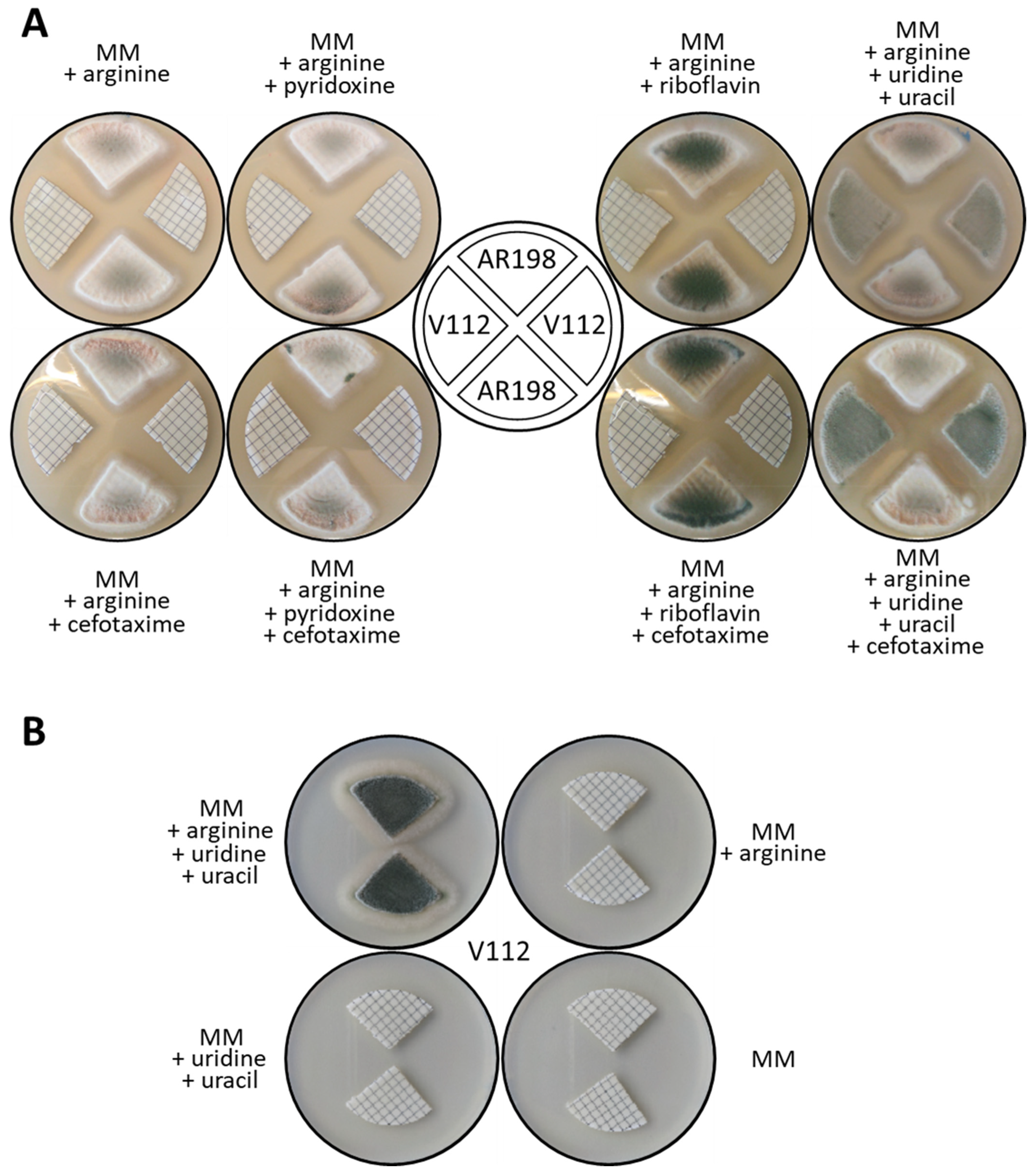 Jof 07 00961 g005 Jof 07 00961 g005