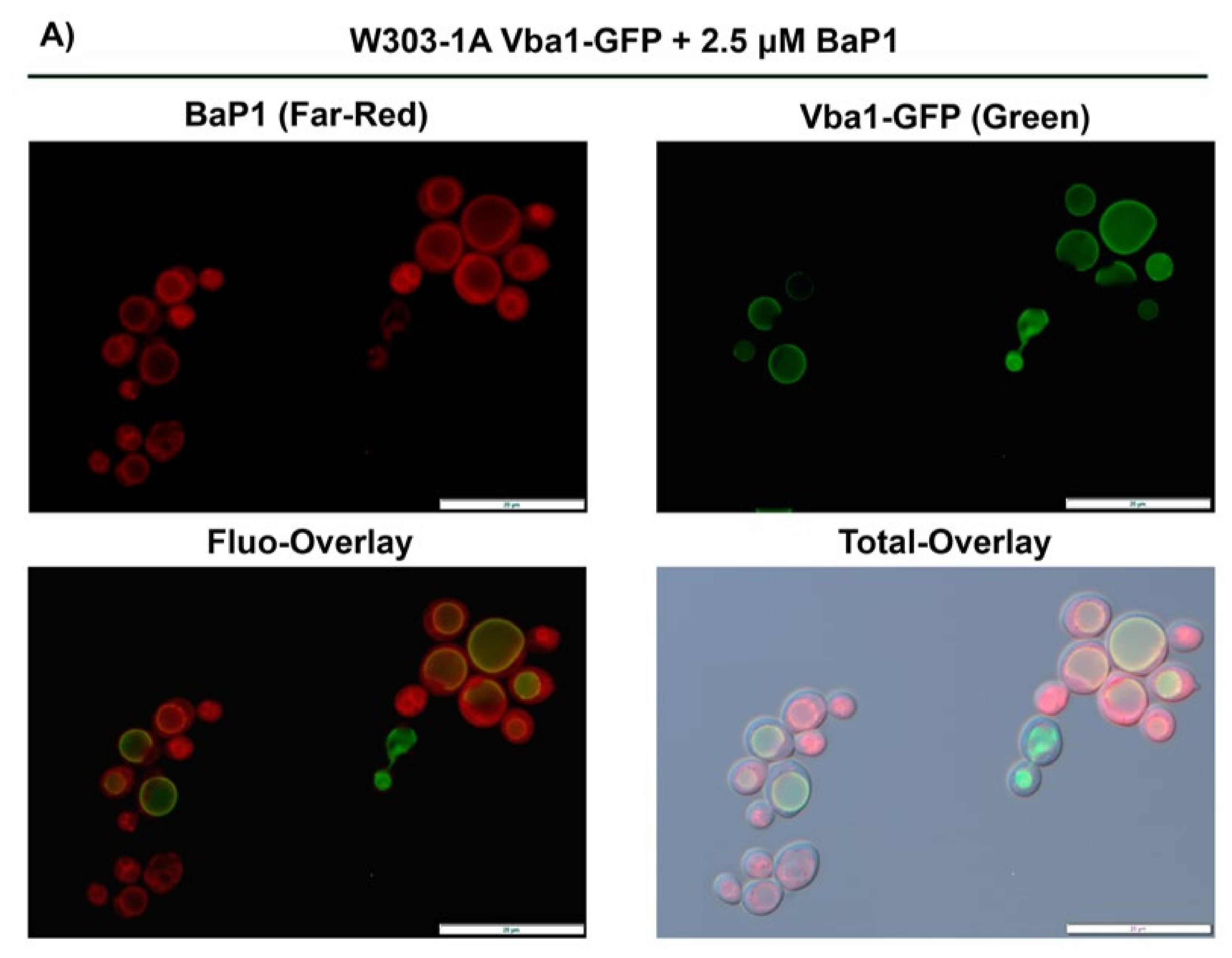 Jof 07 00971 g005a Jof 07 00971 g005a