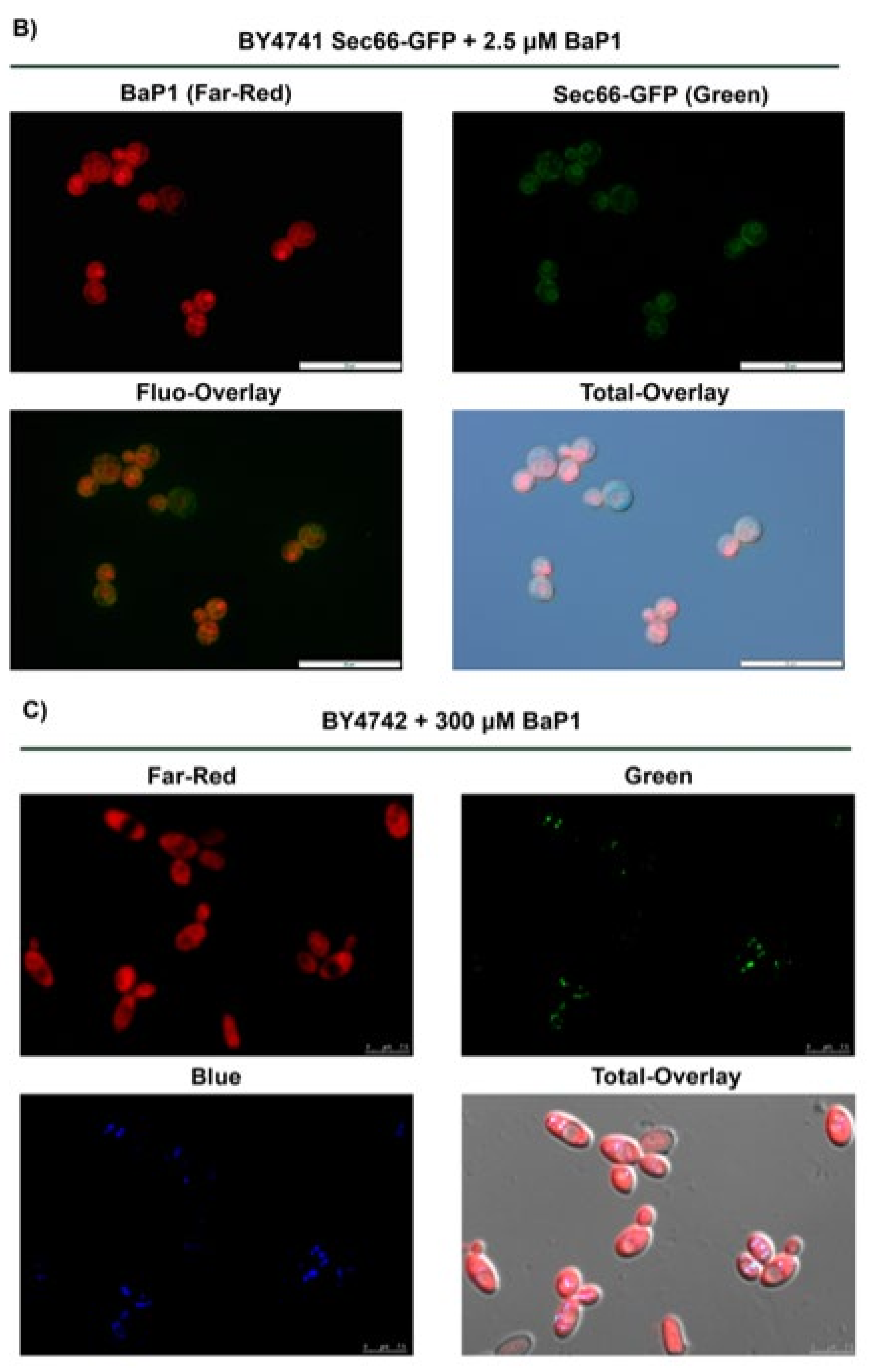 Jof 07 00971 g005b Jof 07 00971 g005b