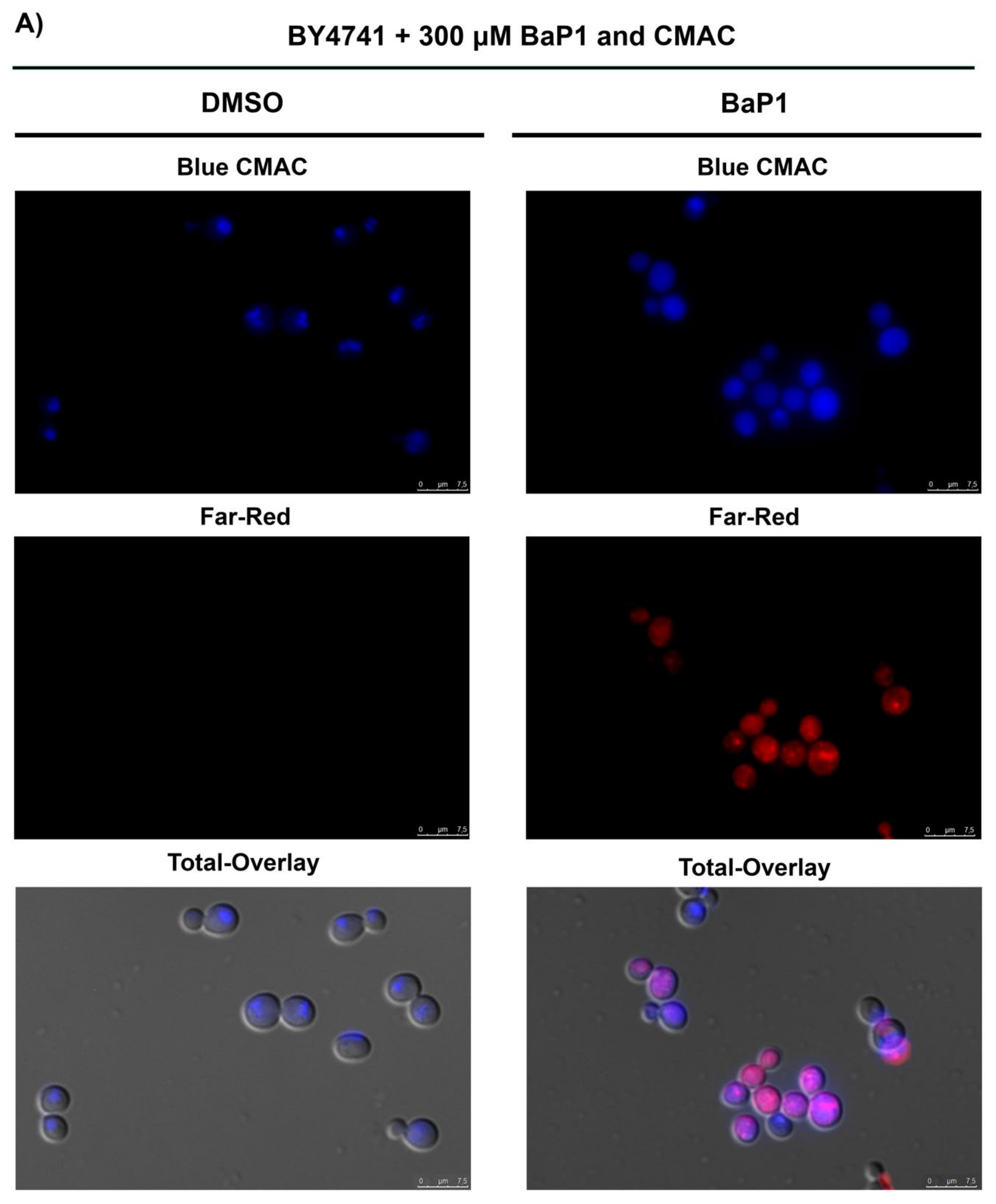 Jof 07 00971 g006a Jof 07 00971 g006a