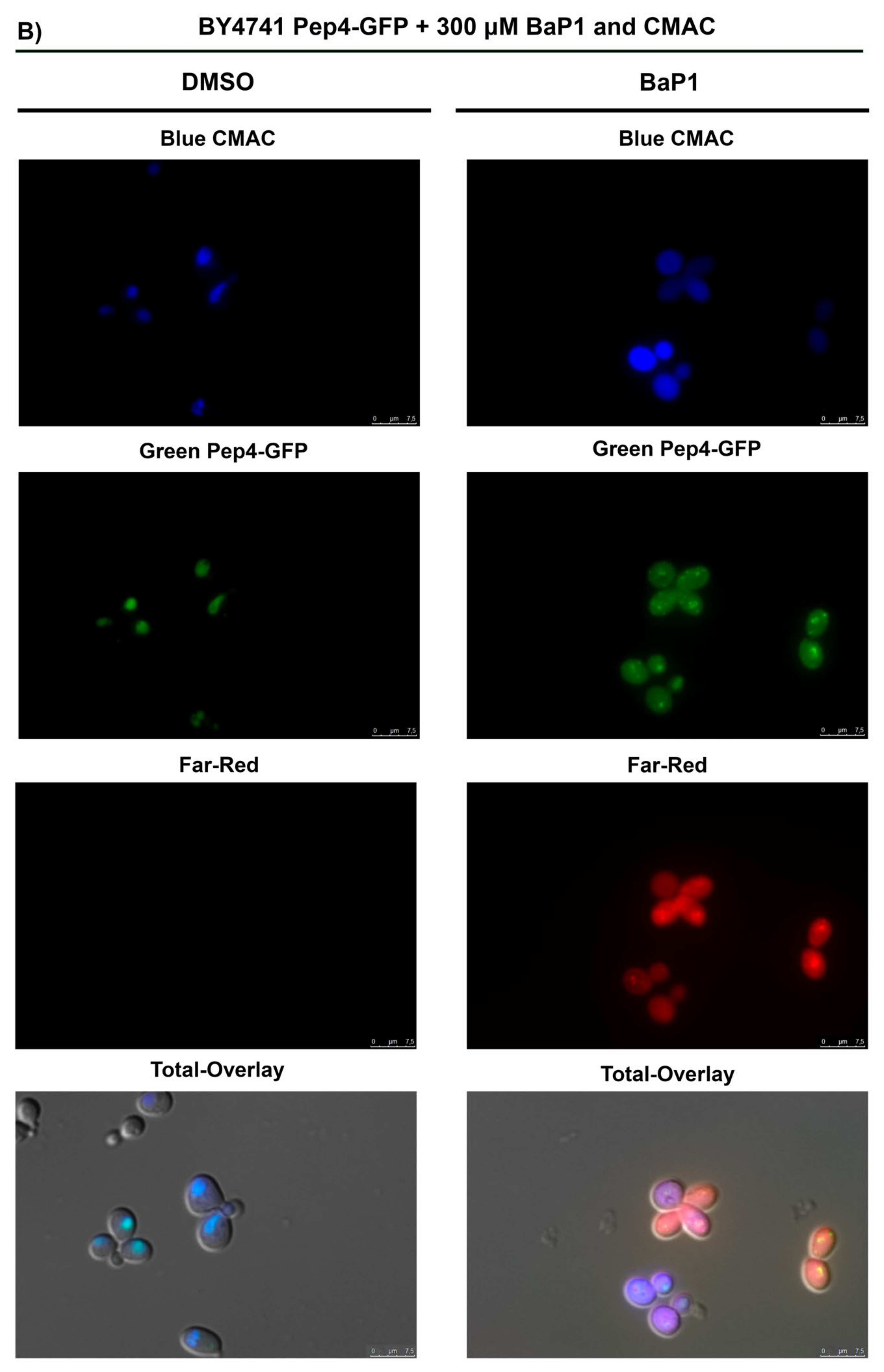 Jof 07 00971 g006b Jof 07 00971 g006b