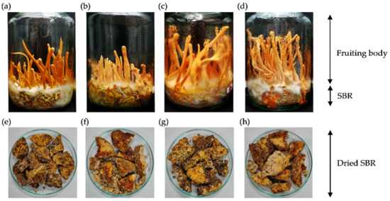 Cultured Cordyceps Militaris