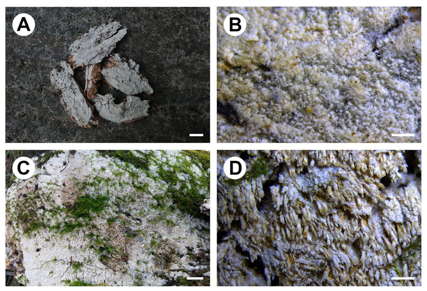 Jof 07 00982 g004 550