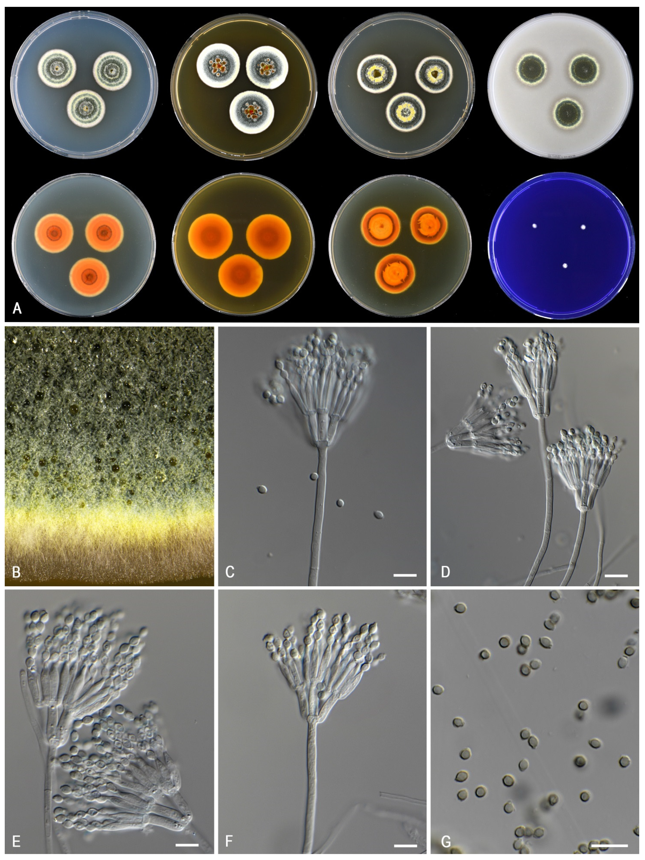 Jof 07 00993 g006 Jof 07 00993 g006