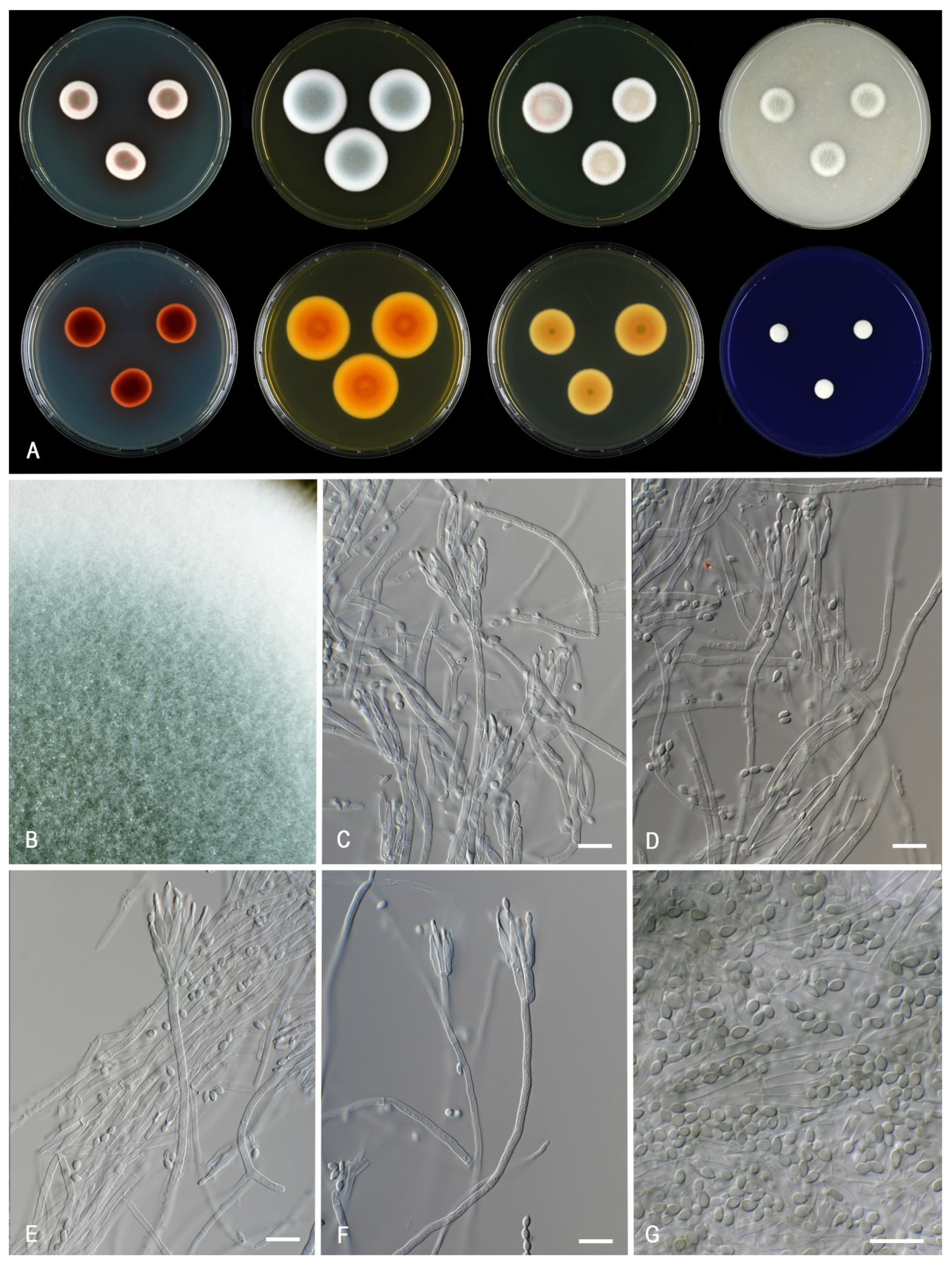 Jof 07 00993 g007 Jof 07 00993 g007