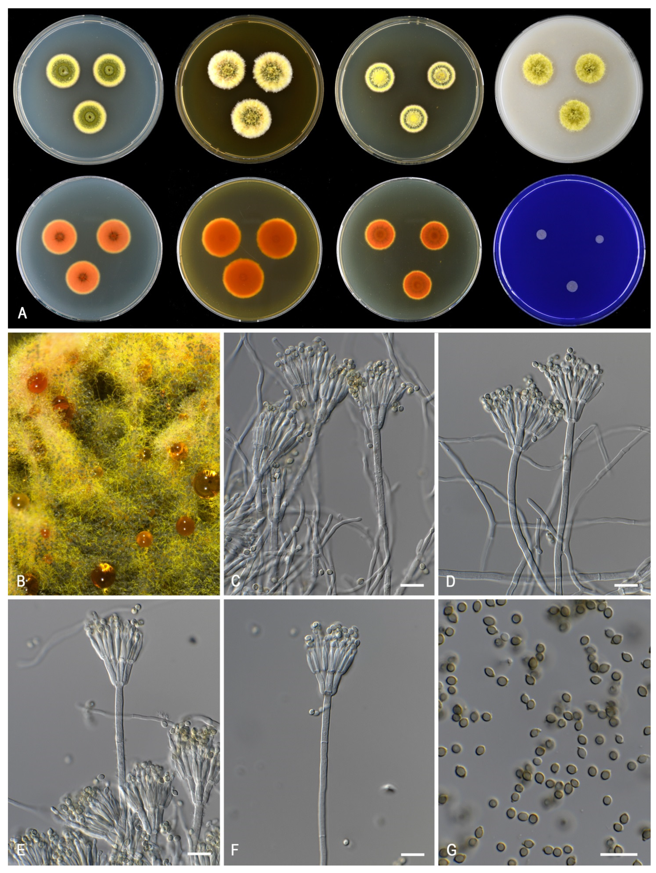 Jof 07 00993 g008 Jof 07 00993 g008