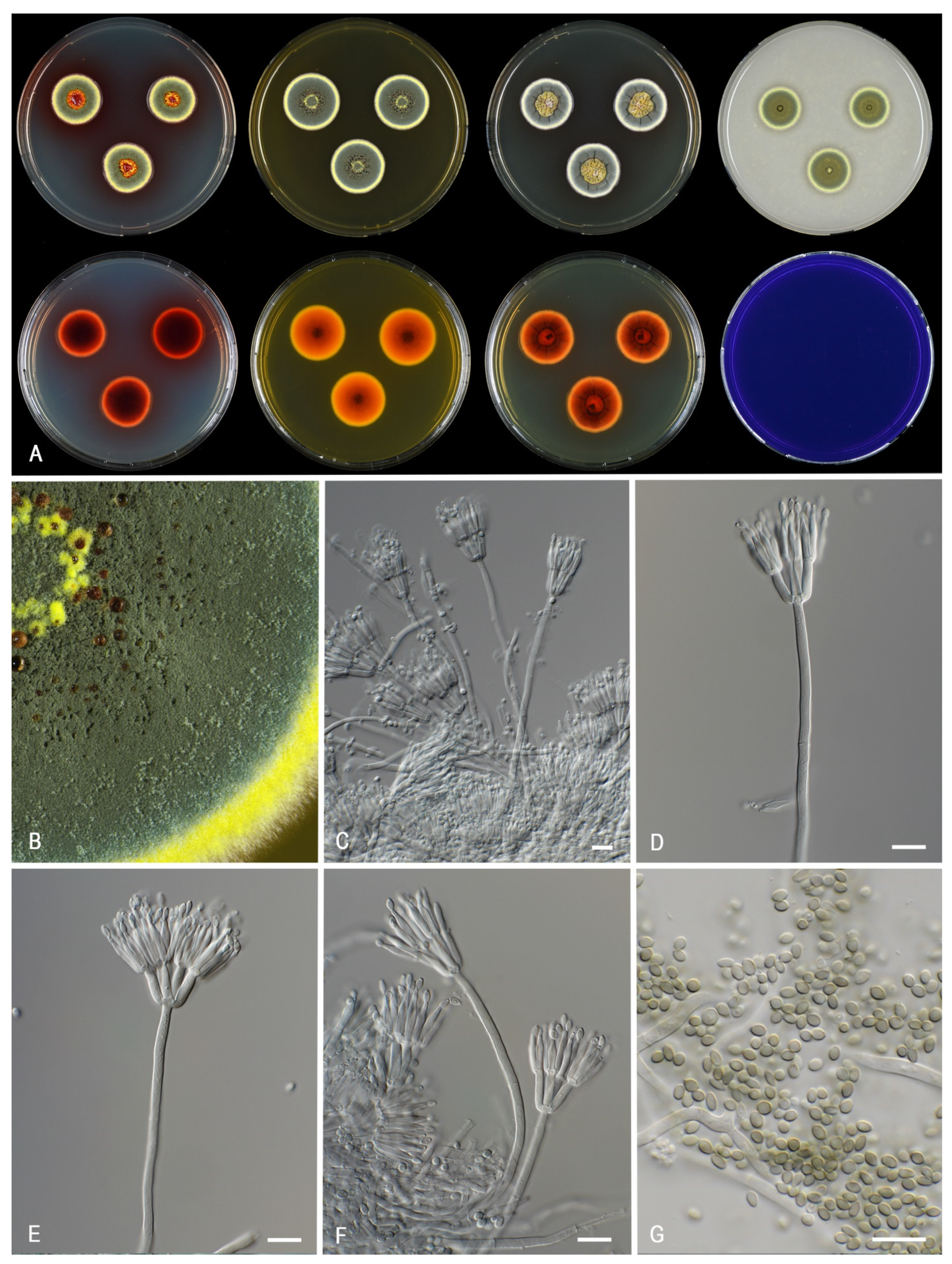 Jof 07 00993 g009 Jof 07 00993 g009