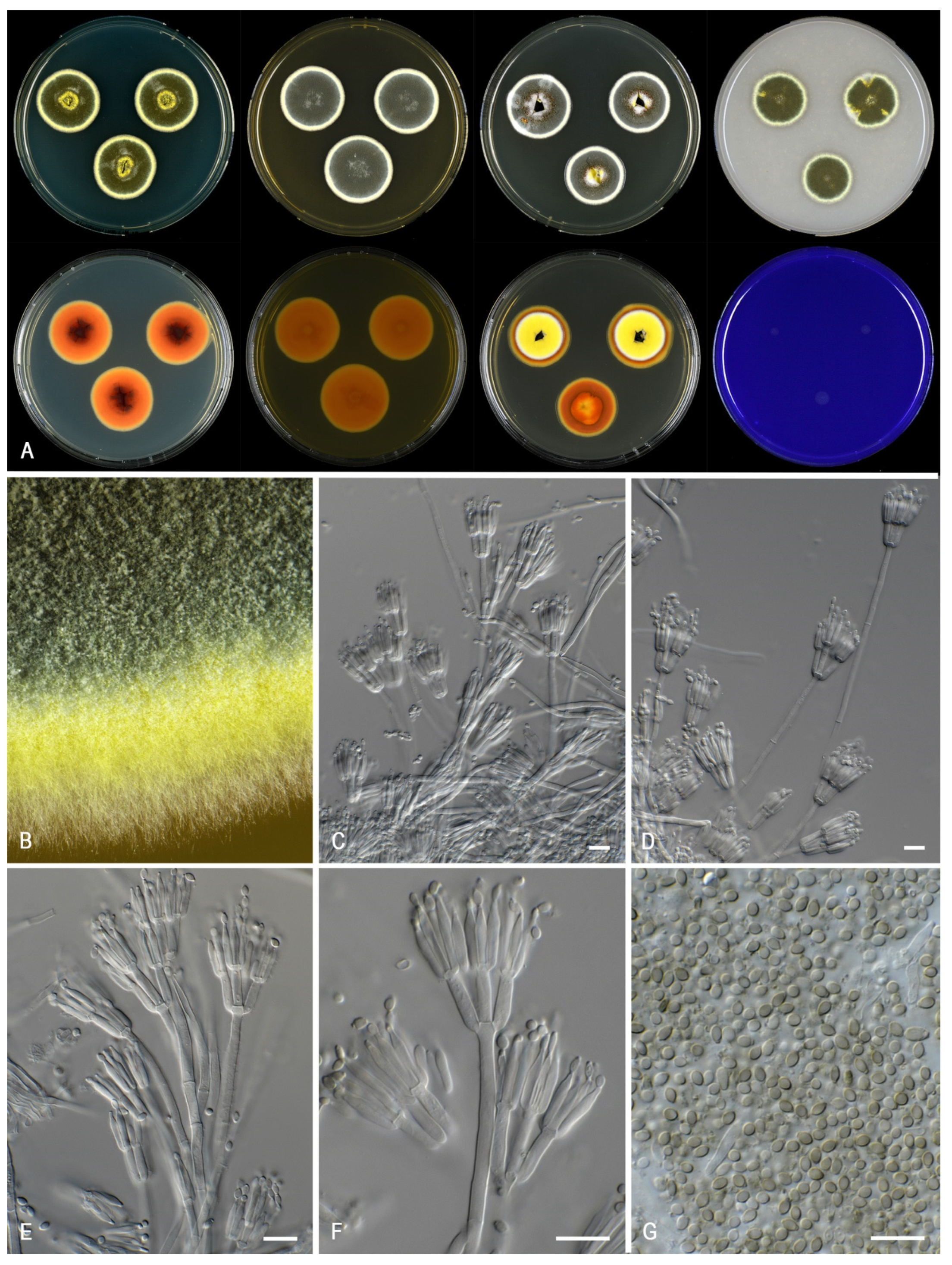 Jof 07 00993 g011 Jof 07 00993 g011