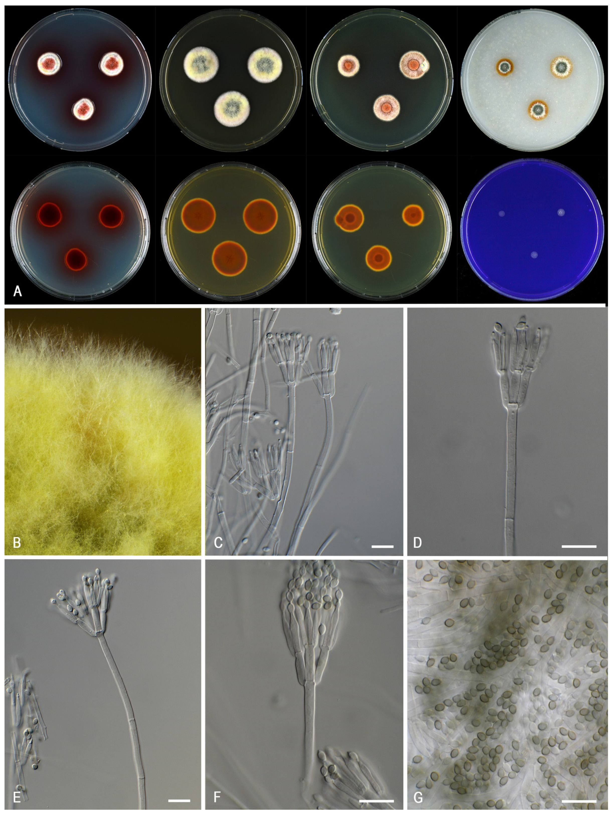 Jof 07 00993 g012 Jof 07 00993 g012