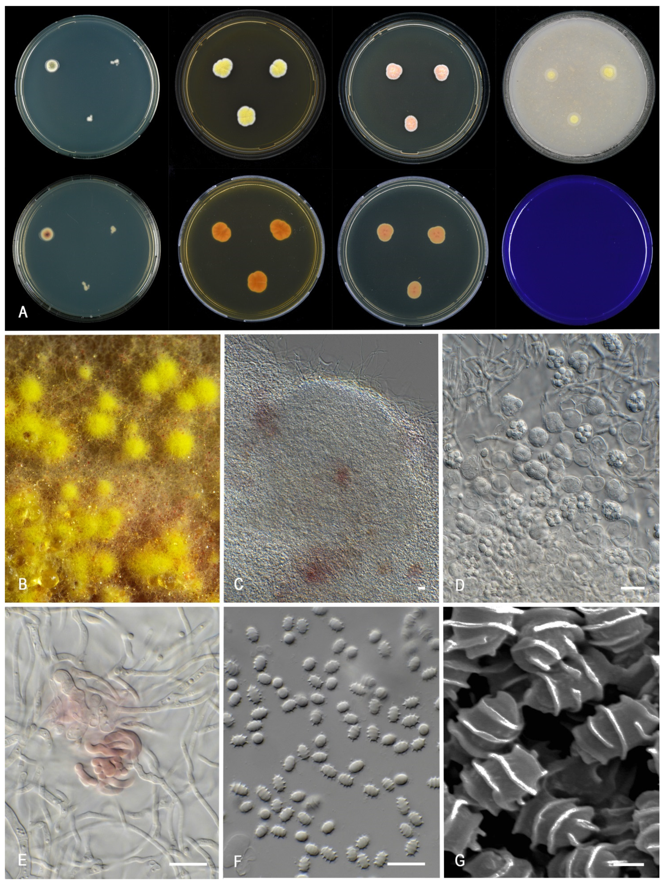 Jof 07 00993 g013 Jof 07 00993 g013