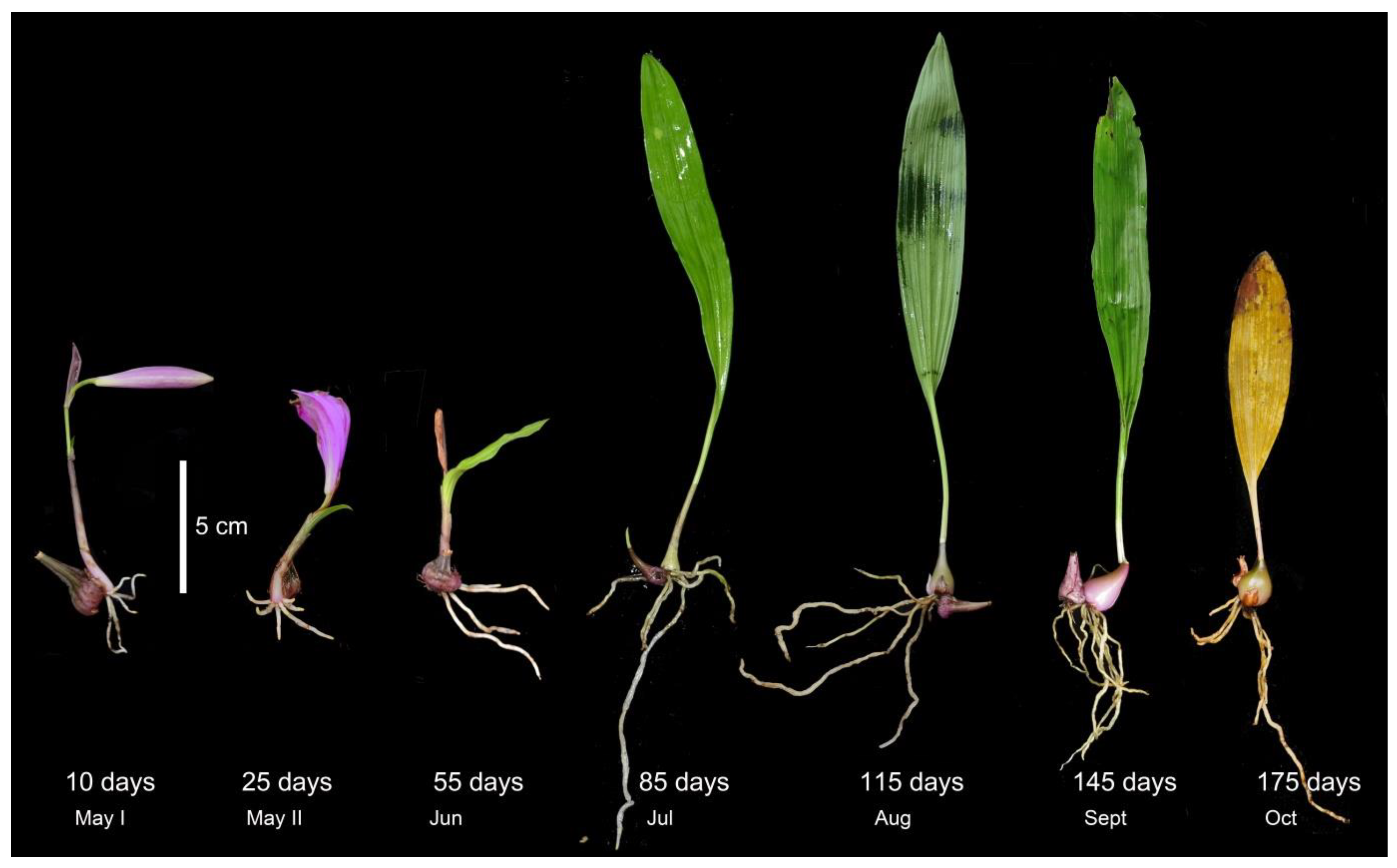 Jof 07 00994 g001 550