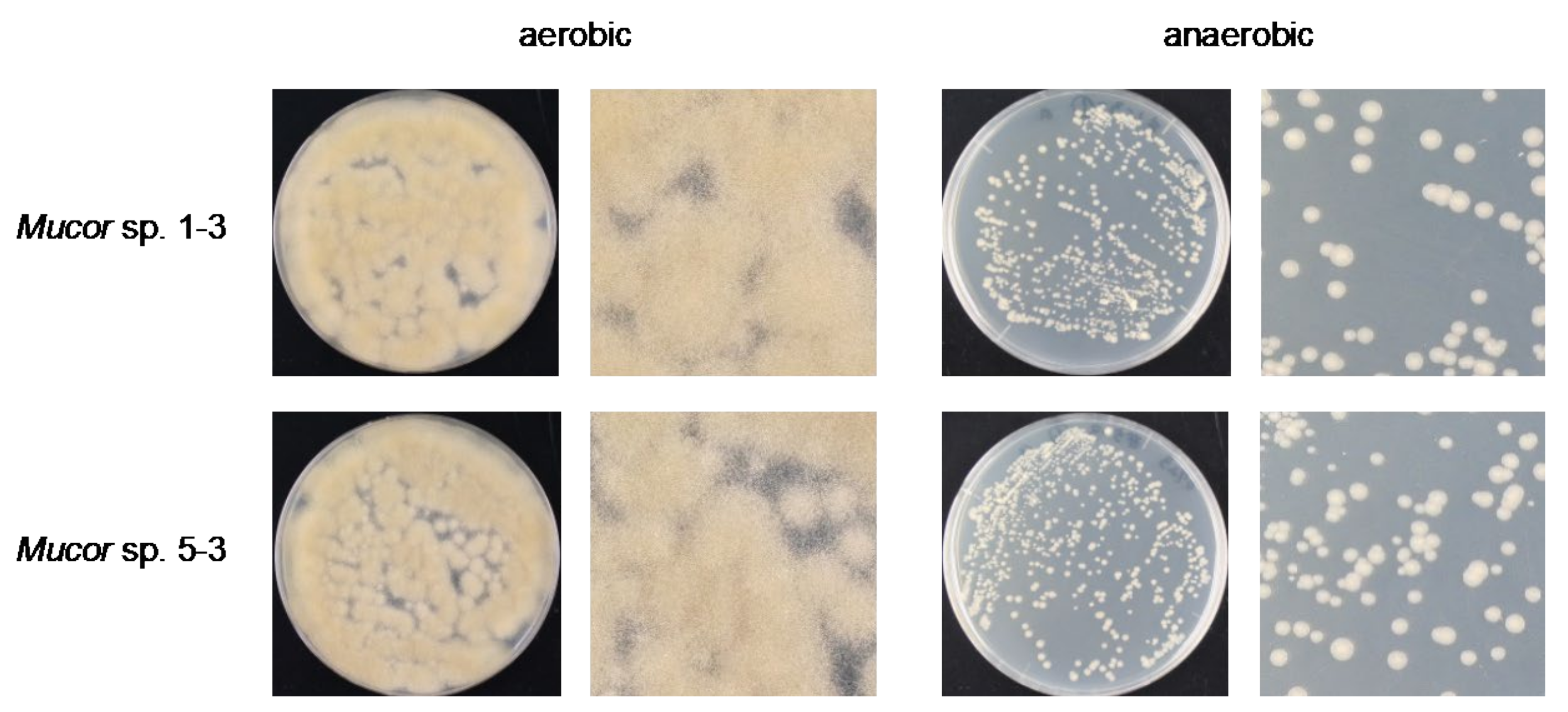 Jof 07 00995 g004 550