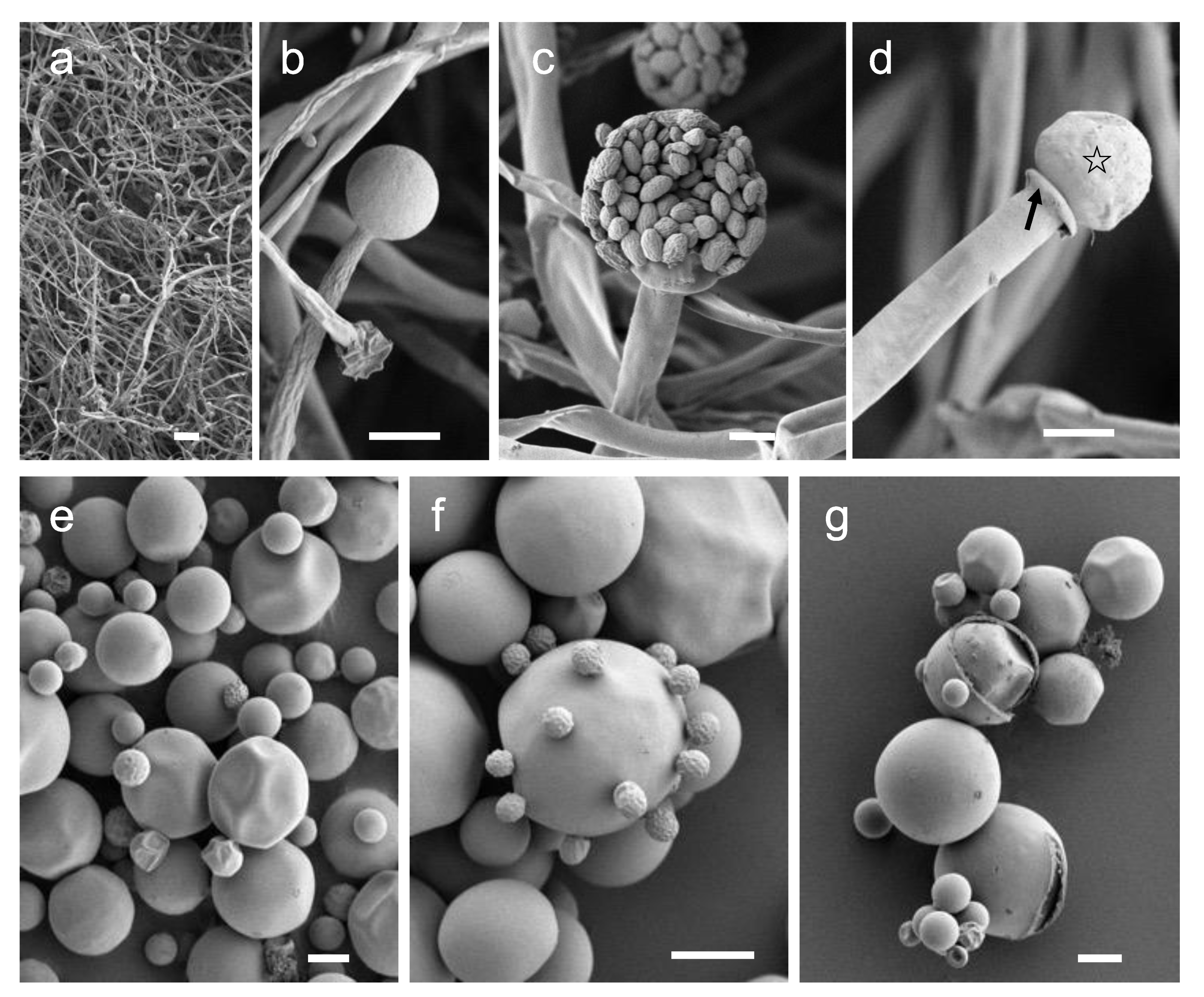 Jof 07 00995 g006 550