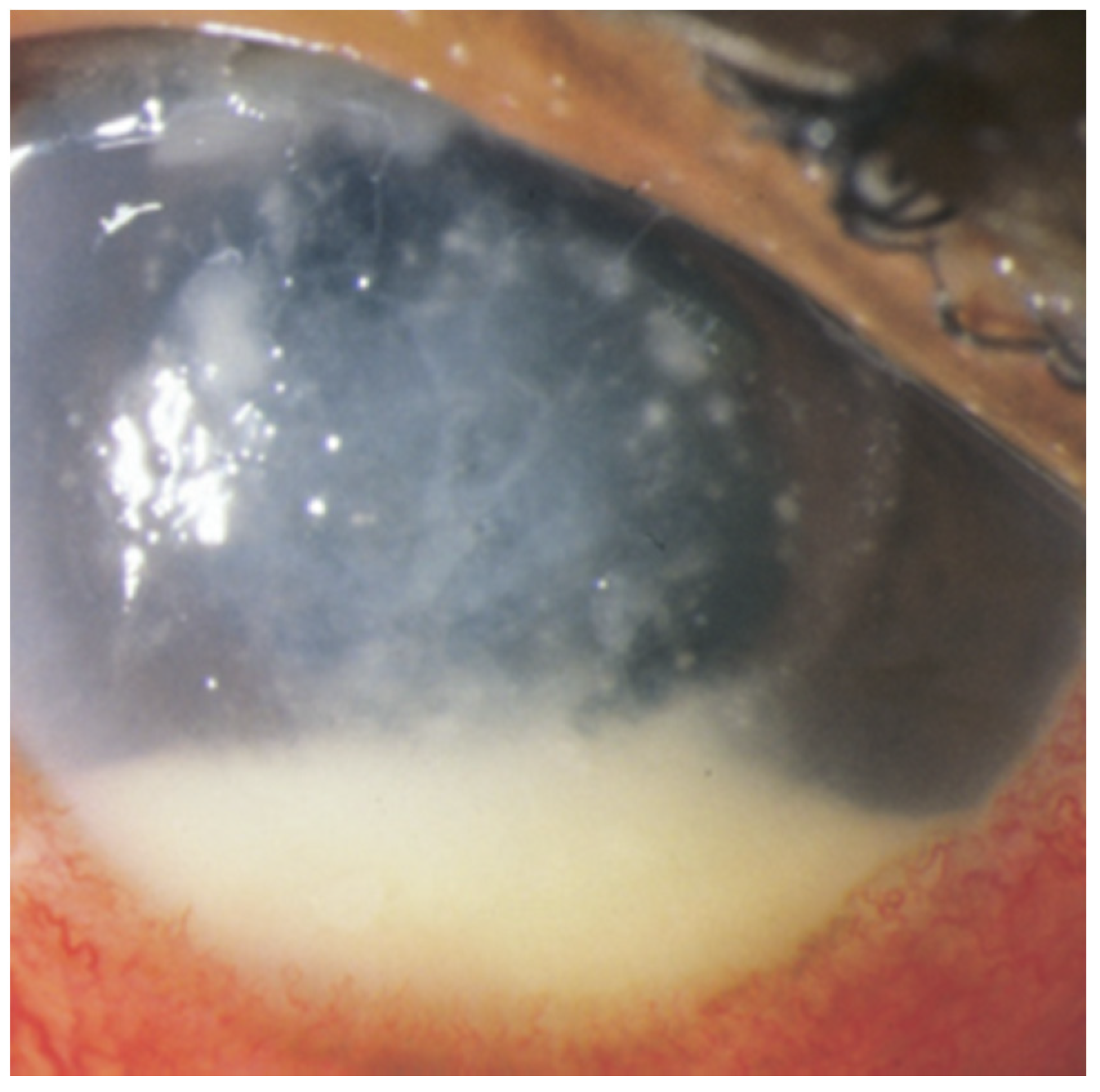 Jof 07 00996 g001 Jof 07 00996 g001