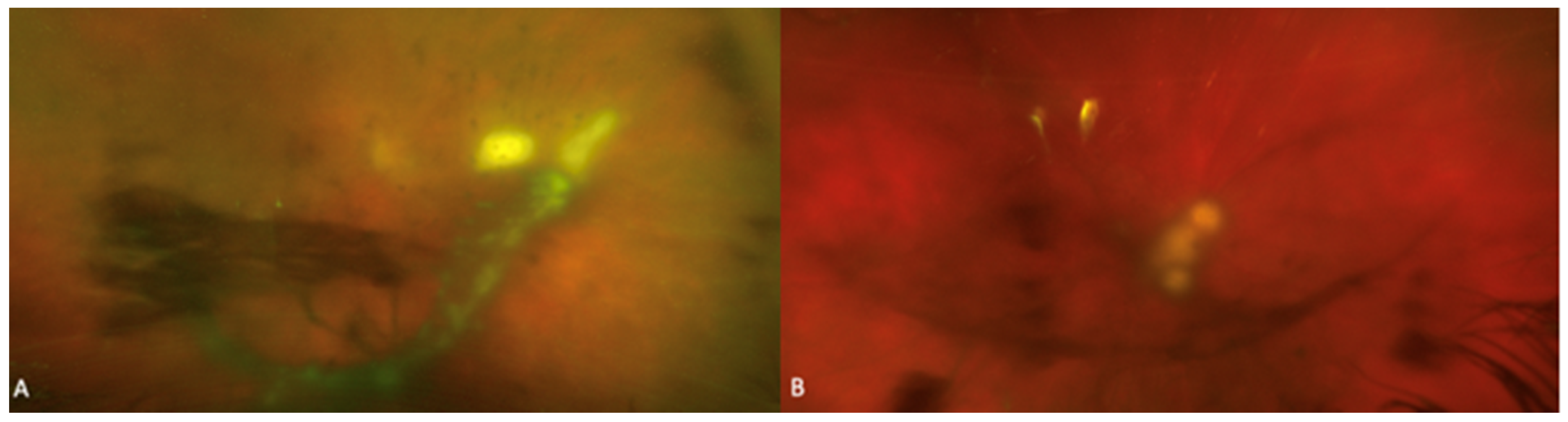 Jof 07 00996 g003 Jof 07 00996 g003