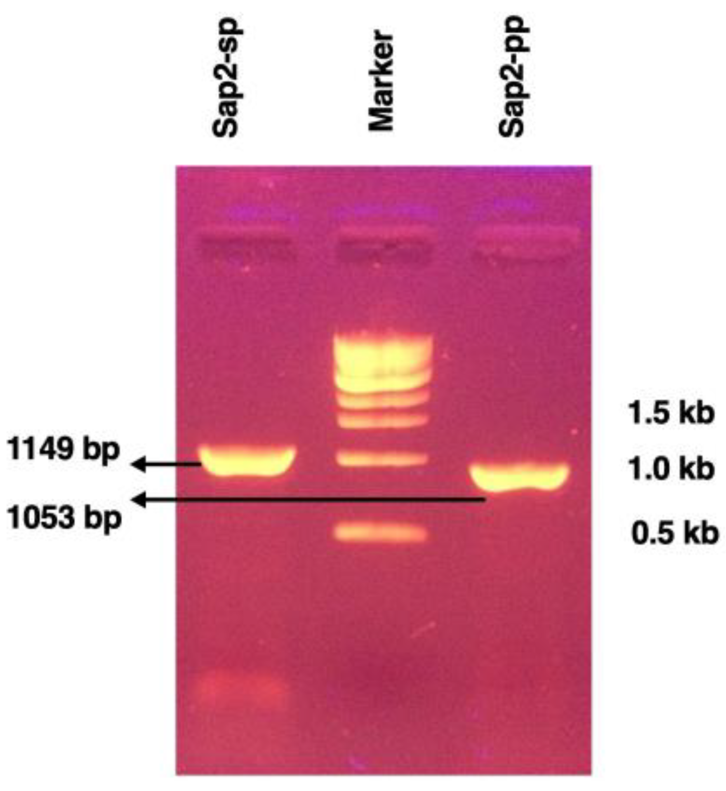 Status of Foam as a Liquid Blocking Agent in Porous Media: A