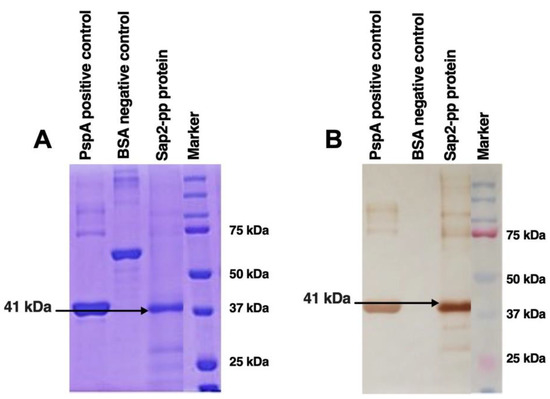 Expression and Purification along with Evaluation of