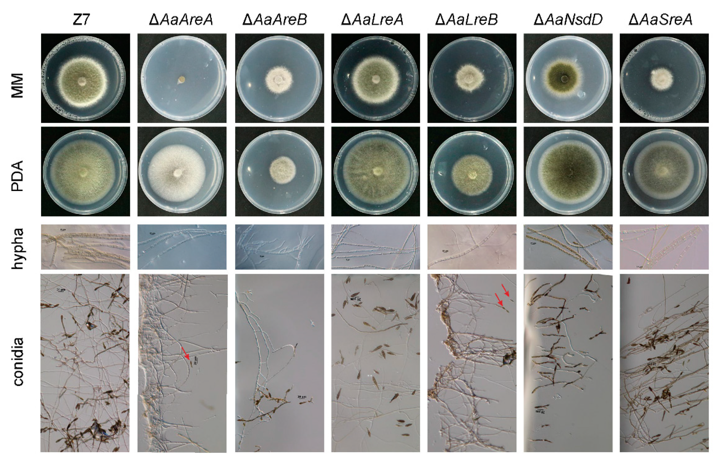 Jof 07 01013 g002 550