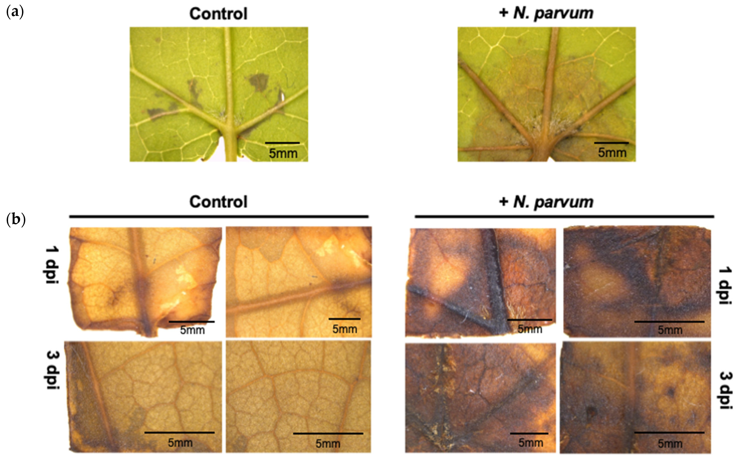 Jof 07 01027 g003 Jof 07 01027 g003