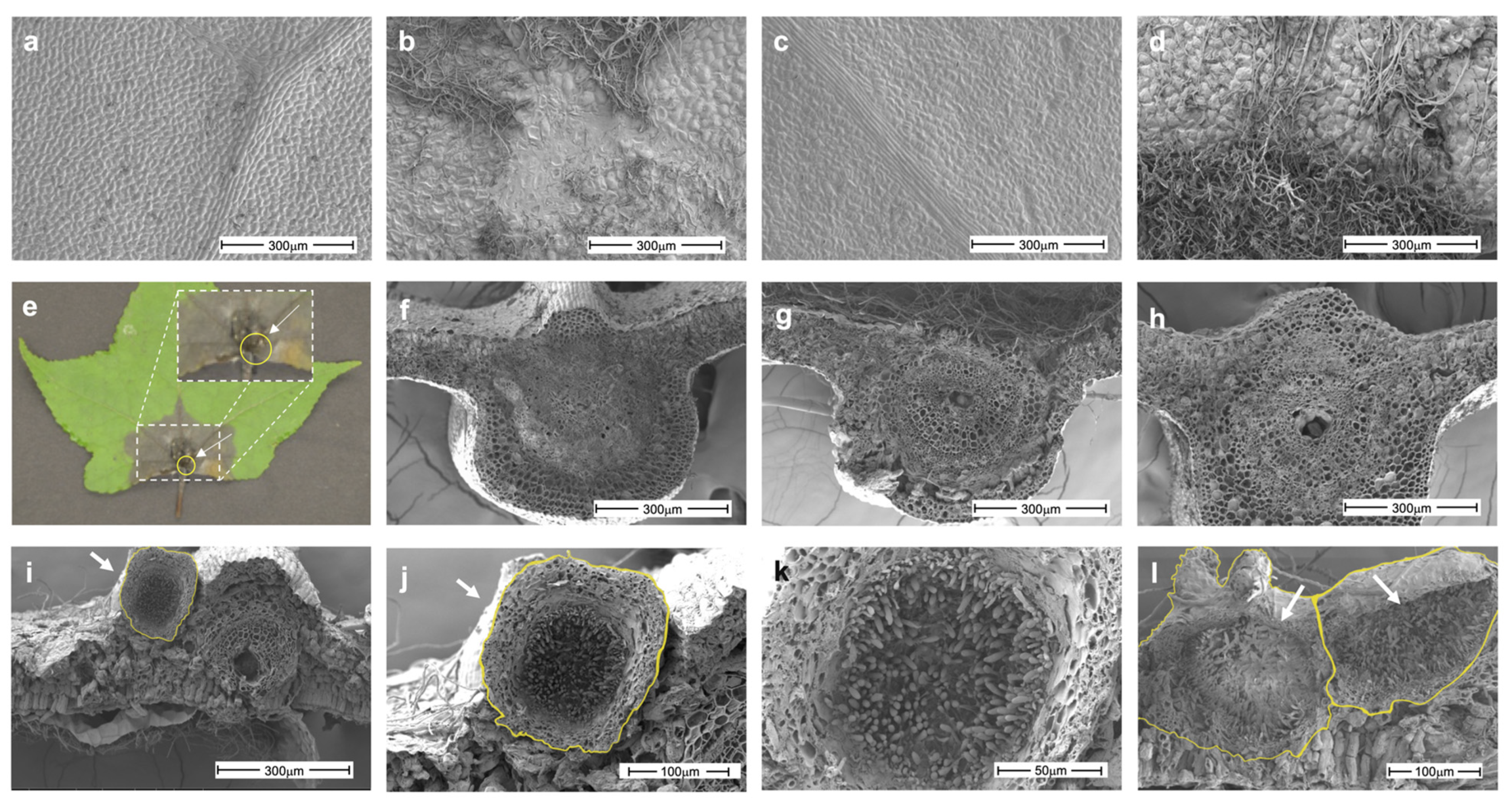 Jof 07 01027 g004 Jof 07 01027 g004
