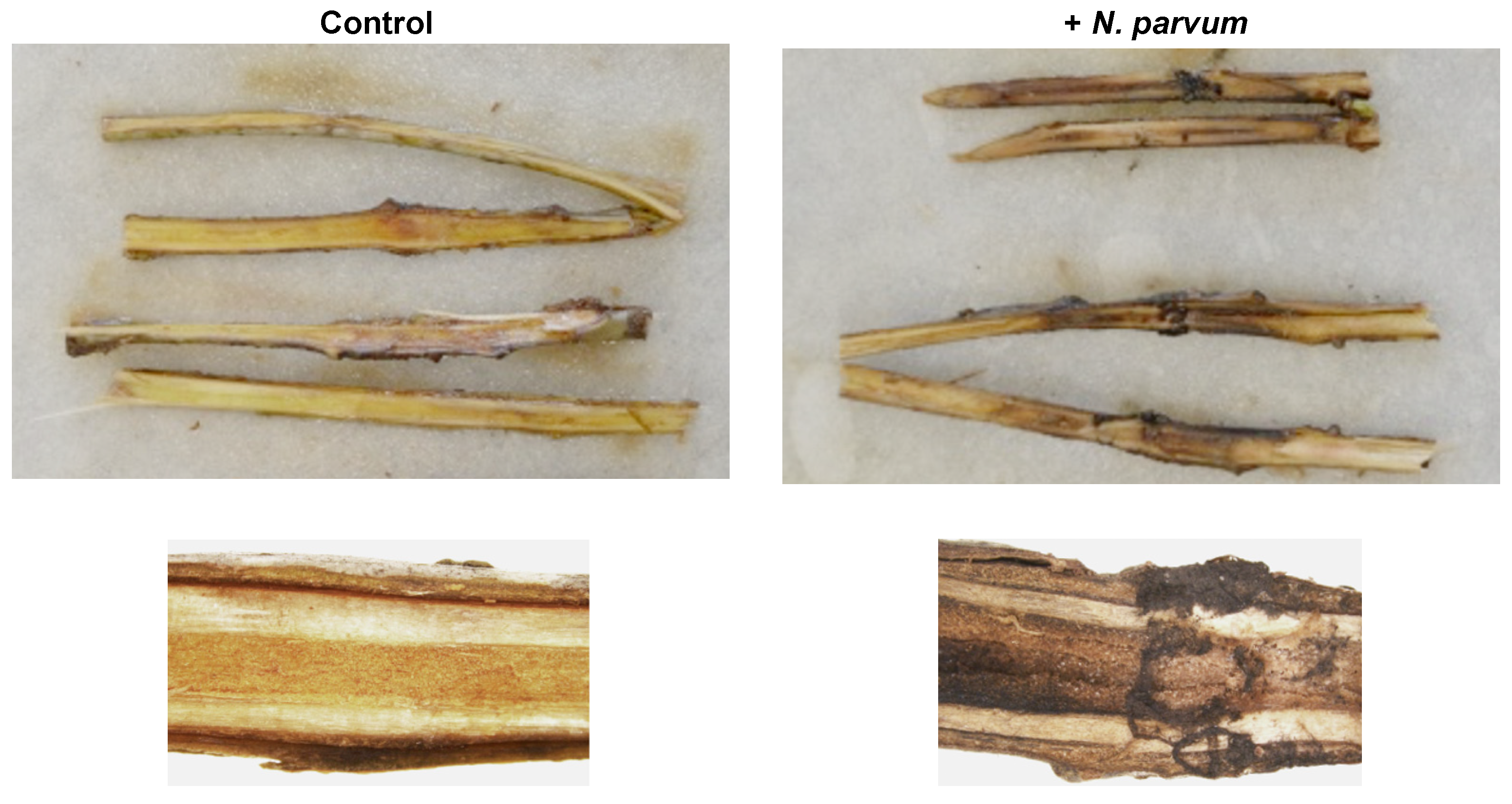 Jof 07 01027 g005 Jof 07 01027 g005