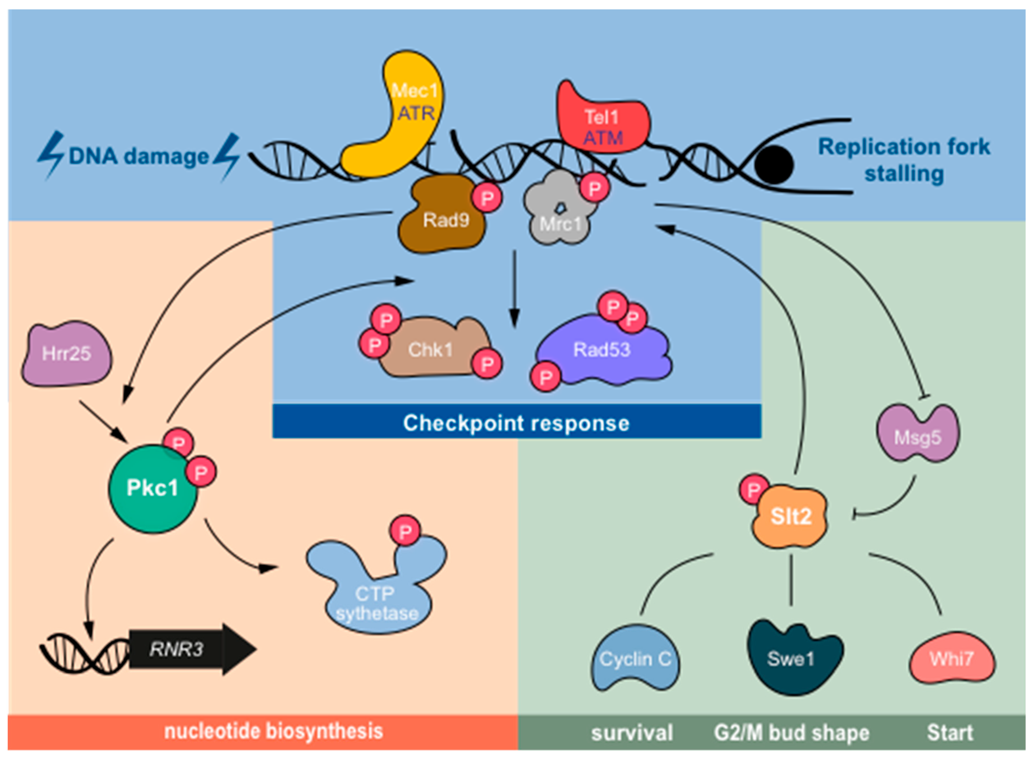 Jof 07 01041 g002 Jof 07 01041 g002