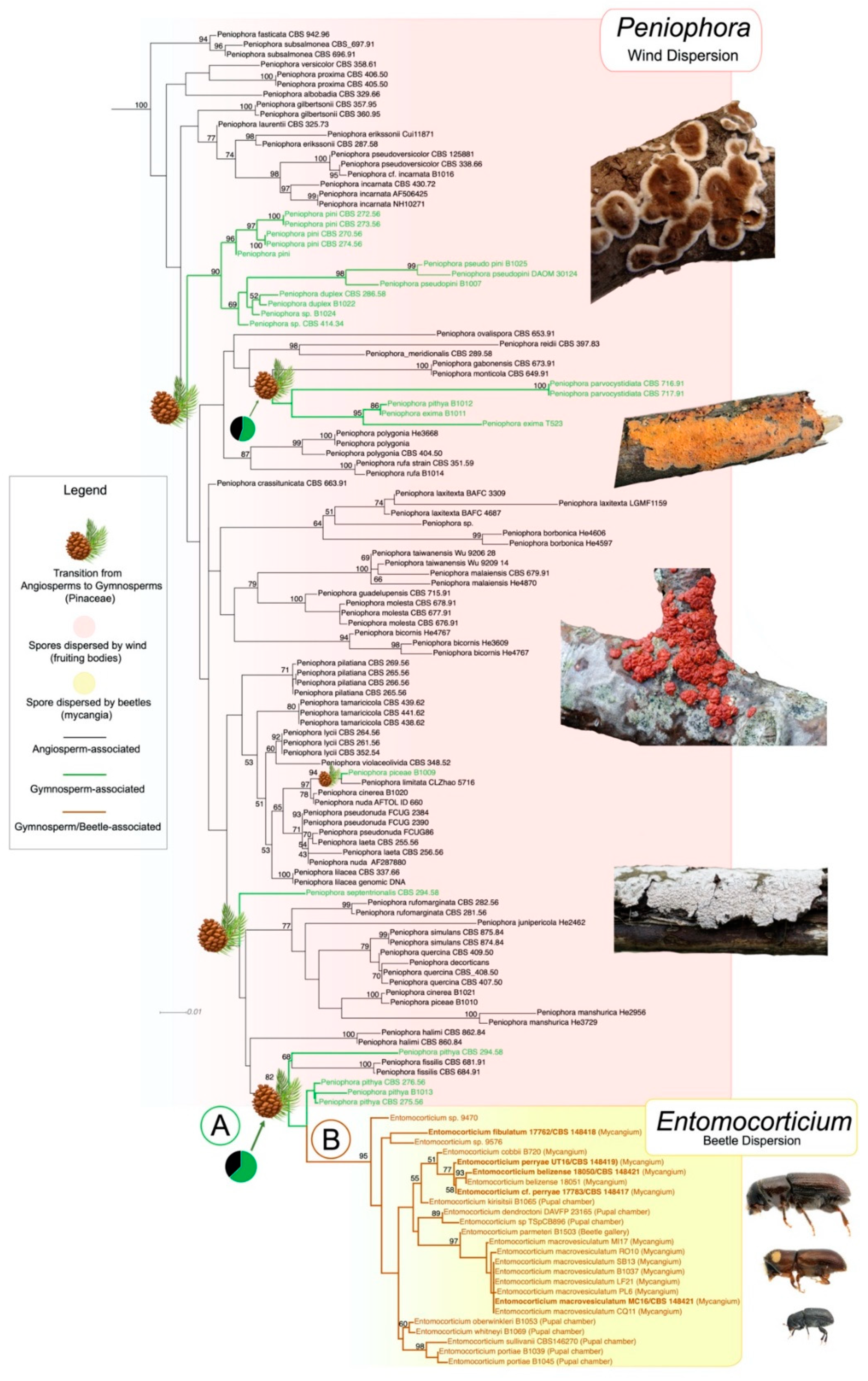 Jof 07 01043 g001 550